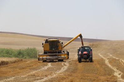 Mercimek'ten Umduğunu Bulamayan Çiftçilerin Umudu Buğday