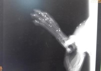 RÖNTGEN - Milas'ta Sokak Hayvanına Silahlı Saldırı