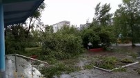 Rusya'da Kasırga Ağaçları Köklerinden Söktü