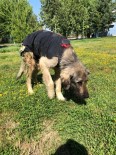 TEDAVİ SÜRECİ - Yaralı Köpeğe Niğde Belediyesi Sahip Çıktı