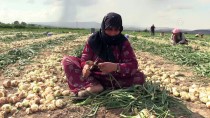 AŞIRI YAĞIŞ - Amasya'da Soğan Hasadı Sürüyor