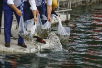 ÇEŞTEPE - Başkent Gölleri 'Balık' Üretecek