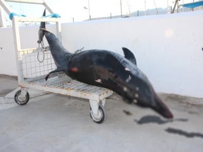 Bodrum'da Turistler Gördüklerine İnanamadı