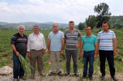 Bursa'da 30 Bin Dönüm Arazi Doludan Zarar Gördü