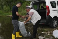 GIDA TARIM VE HAYVANCILIK BAKANLIĞI - İznik Gölü'ne 45 Bin Adet Yavru Sazan Bırakıldı