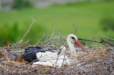 Leylekler Vadisi'nde görsel şölen
