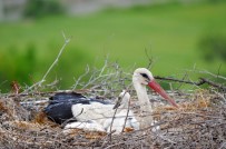 BEYŞEHIR GÖLÜ - Leylekler Vadisi'nde görsel şölen