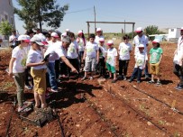 ORGANİK ÜRÜN - Minik Öğrencilere Organik Tarım Anlatıldı