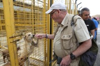 SARIYER BELEDİYESİ - Nilüfer'de İnsancıl Köpek Yakalama Eğitimi