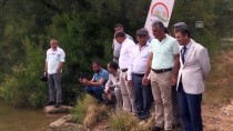 SALIM DEMIR - Uşak'ta 100 Bin Pullu Sazan Yavrusu Göletlere Bırakıldı
