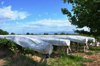 DOĞUŞ - Üzümler Örtü Altına Girdi