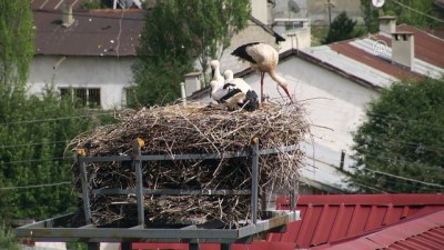 Vinçle Taşınan Yuvanın Misafirleri 5'E Yükseldi
