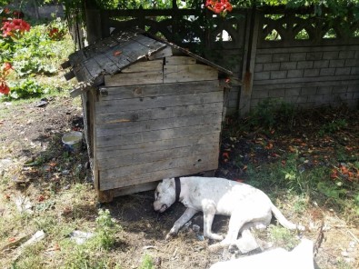 Zonguldak'ta Vahşet Açıklaması Köpeğe Susturuculu İnfaz