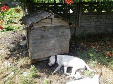 Zonguldak'ta Vahşet, Köpeğe Susturuculu İnfaz