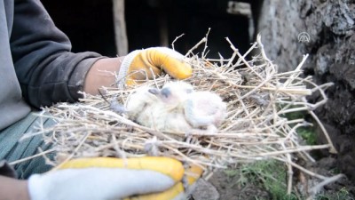 Enkaz Altında Kalan Yavru Kuşları Köylüler Kurtardı