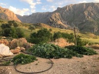 Erzincan'da Kubar Esrar Ve 432 Kök Kenevir Bitkisi Ele Geçirildi Haberi