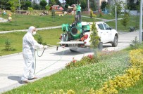 BOZÜYÜK BELEDİYESİ - Et Yiyen Örümceğe Karşı Alarma Geçildi