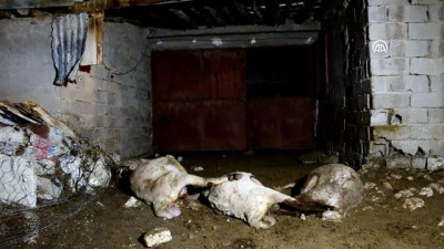 Karaman'da Sokak Köpeklerinin Koyunları Telef Ettiği İddiası