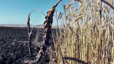 Konya'da Buğday Tarlasında Yangın