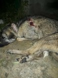GAZLıGÖL - Kulübesinde Bağlı Hamile Çoban Köpeği Vurularak Öldürüldü