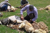 KOYUN KIRKMA - Muş'ta Koyunlar Kırkılıyor