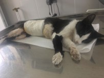 SOKAK KEDİSİ - Normal Doğum Yapamayan İki Kediye Acil Operasyon