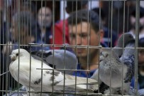 AÇIK ARTTIRMA - Otomobil fiyatına güvercin