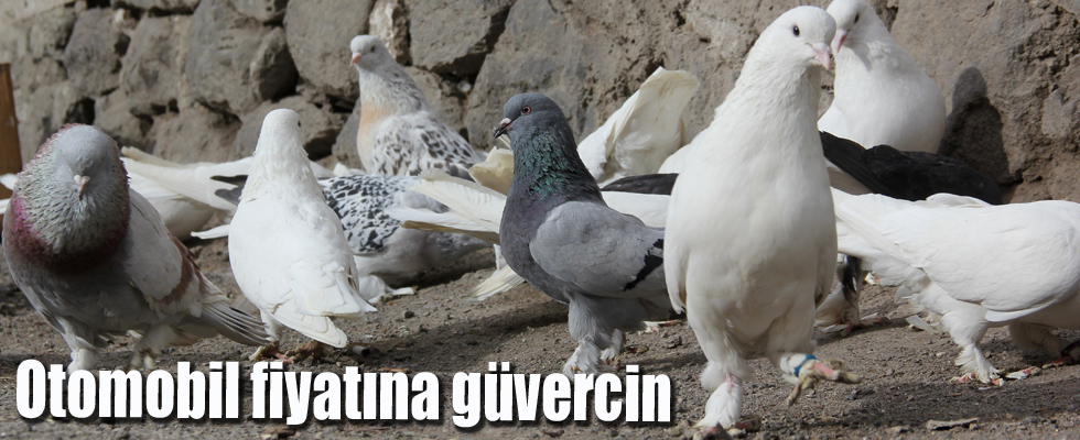 Otomobil fiyatına güvercin