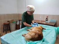 SOKAK KÖPEKLERİ - Yaralı Köpeğe Belediye Ekipleri Sahip Çıktı