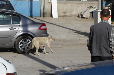 Isparta'da Av Tüfekli Köpek Katliamı