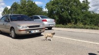 YAVRU KÖPEK - Kazaya Neden Olan Yavru Köpek Araç Altından Sağ Çıktı