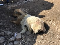 HAYVAN PAZARI - Köpeğe Kuzu Postu Giydirdiler