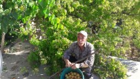 Siirt'te Kayısı Hasadına Başlandı