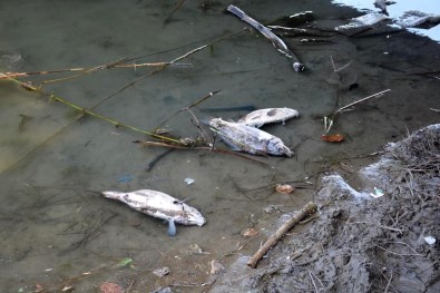 Sinop Sarıkum Göleti'nde Balık Ölümleri