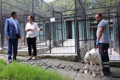 Türkiye'nin İlk Kedi Tedavi Merkezi Osmangazi'de