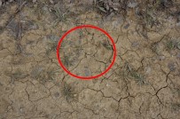 HÜSEYIN TEKIN - Uşak'ta Boz Ayı Görüldüğü İddiası