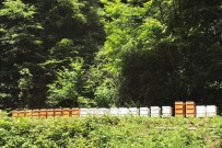 Akçakoca'da Arıların Kestane Balı Mesaisi