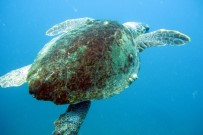 CARETTA CARETTA - Caretta Caretta Yavruları İçin Şezlong Ve Şemsiye Uyarısı