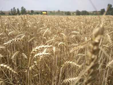 Edirne'de Buğdaylar Tarlada Kaldı