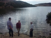 Gediz'de Göletlere 8 Bin Yavru Sazan Bırakıldı