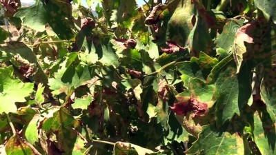 Hatay'da Yağışlar Üzüm Üreticisini Üzdü
