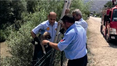 Irmakta Mahsur Kalan Yavru Köpeği İtfaiye Kurtardı