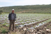 Kavun Üreticisi Hasat İçin Gün Sayıyor