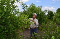 Üreticiden İşsiz Gençlere 'Hünnap Yetiştirin' Tavsiyesi