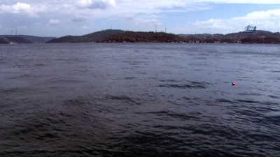 (Özel) Yunus Balıkları İstanbul Boğazı'nda Avlandı