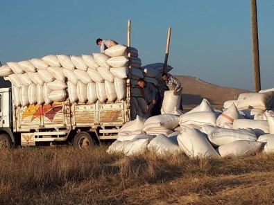 Saman Fiyatı Arpa Ve Buğday İle Yarışıyor