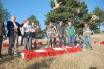 Tokat'ta Bin 500 Kınalı Keklik Doğaya Salındı