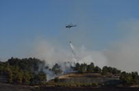 ZEYTİN AĞACI - Hatay'da 7 Hektarlık Ormanlık Alan Yandı