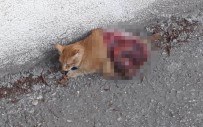 Antalya'da Kediye Vahşet