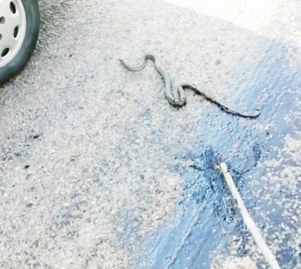 Eriyen asfalta yapışan yılanı vatandaş kurtardı